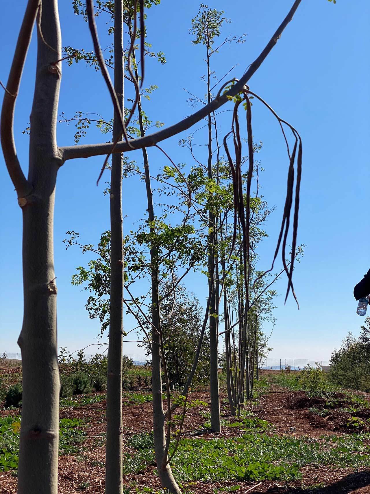 Morigna Oleifera plantation