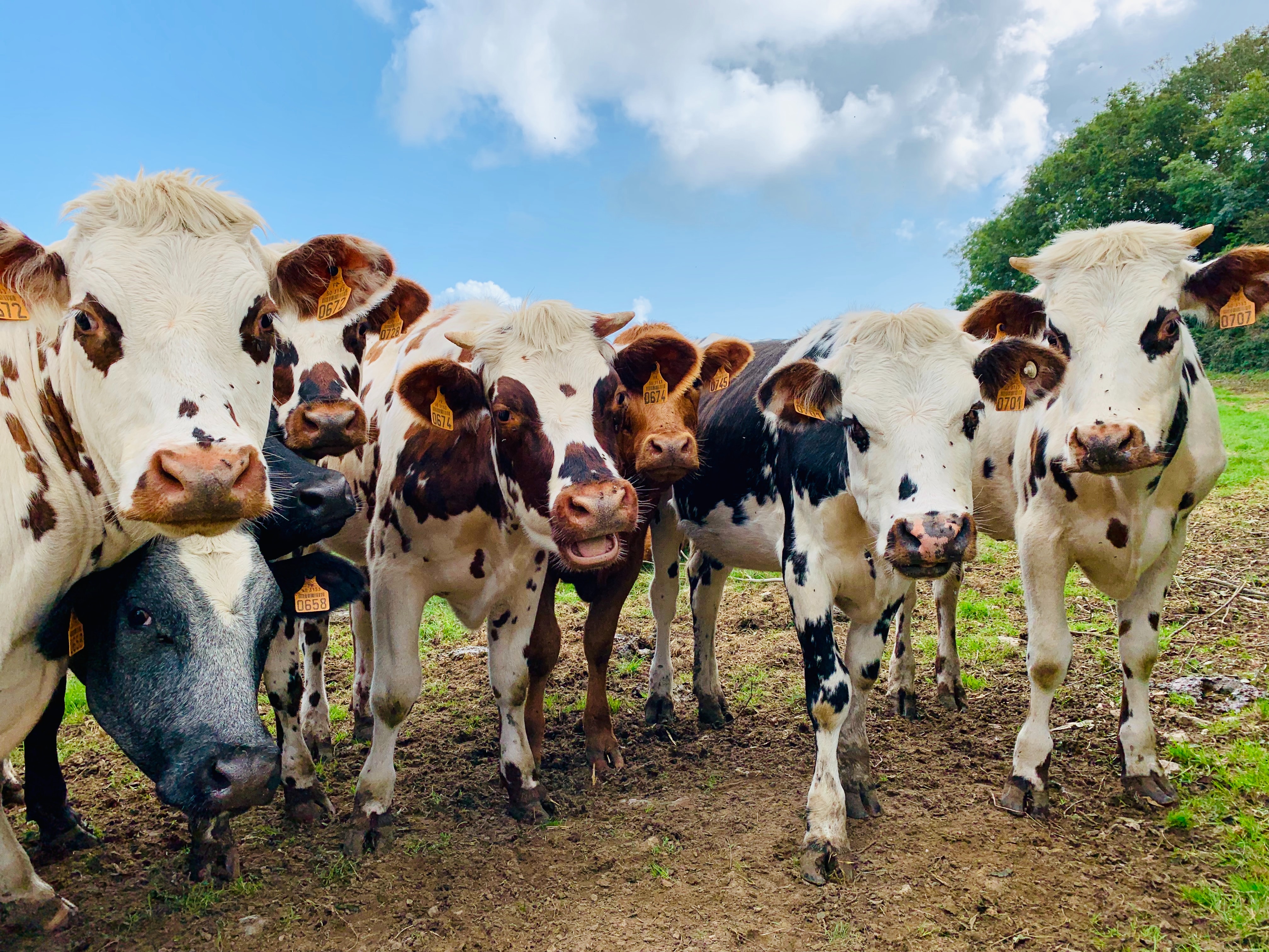 Image of a group of cows